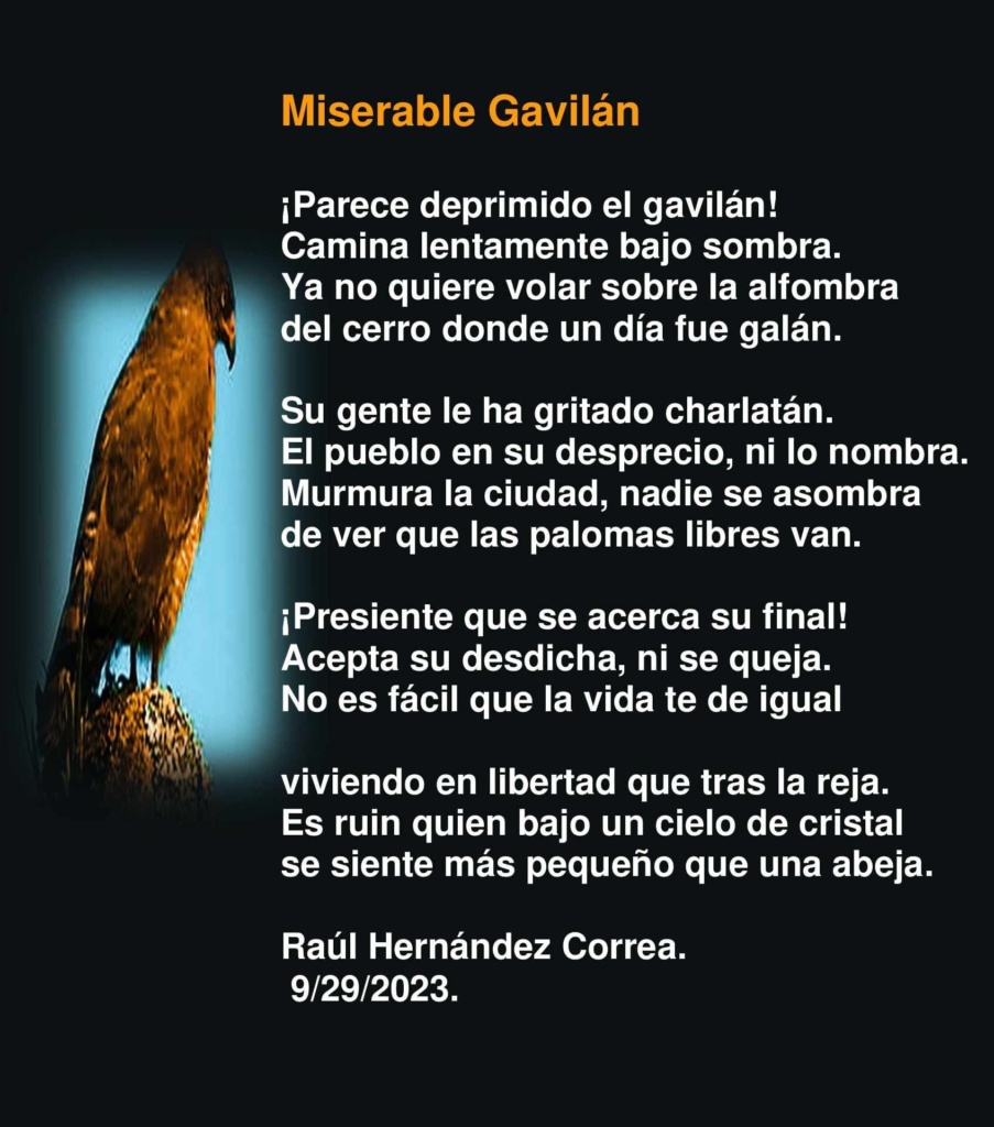 Miserable Gavilán ¡Parece deprimido el gavilán! Camina lentamente bajo sombra. Ya no quiere volar sobre la alfombra del cerro donde un día fue galán. Su gente le ha gritado charlatán. El pueblo en su desprecio, ni lo nombra. Murmura la ciudad, nadie se asombra de ver que las palomas libres van. ¡Presiente que se acerca su final! Acepta su desdicha, ni se queja. No es fácil que la vida te de igual viviendo en libertad que tras la reja. Es ruin quien bajo un cielo de cristal se siente más pequeño que una abeja. Raúl Hernández Correa. 9/29/2023.'