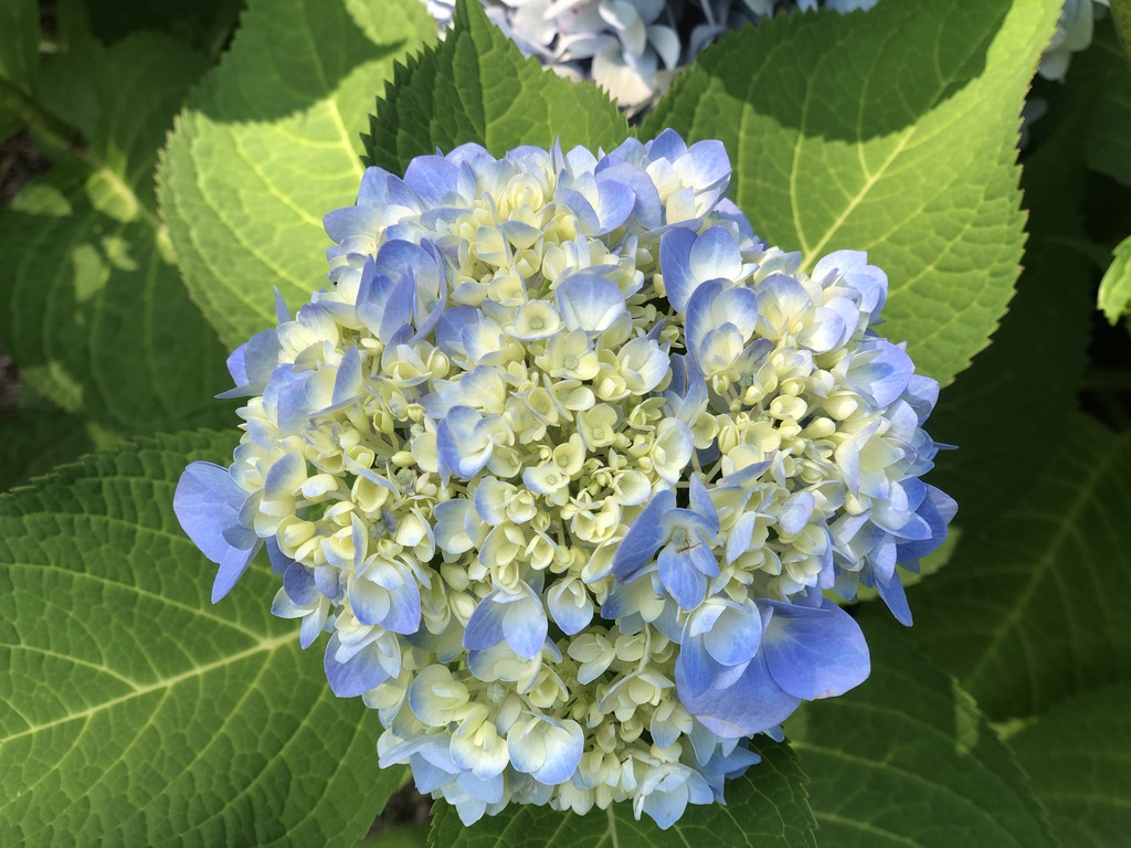 UNADJUSTEDNONRAW_thumb_13554